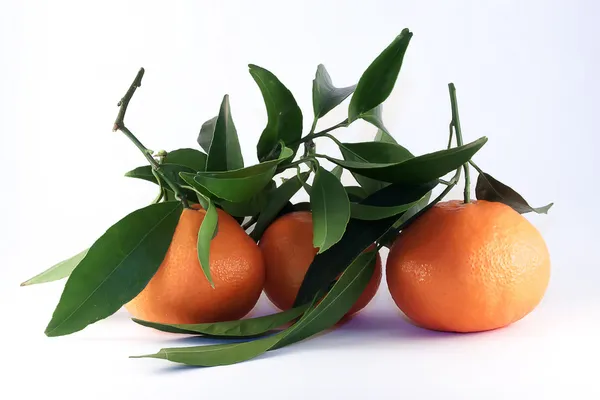 Trois mandarines aux feuilles — Photo