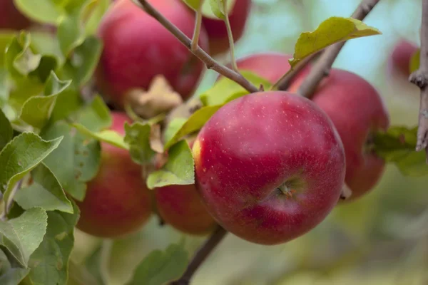 Red apples on a branch — Stock Photo, Image
