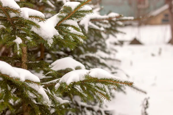 Pine branch tree under snow — Stock Photo, Image