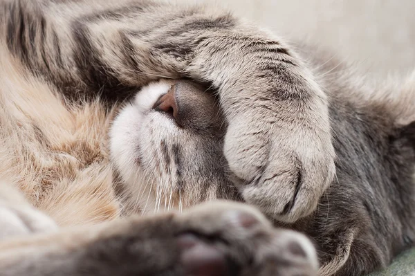 Slapende kat — Stockfoto