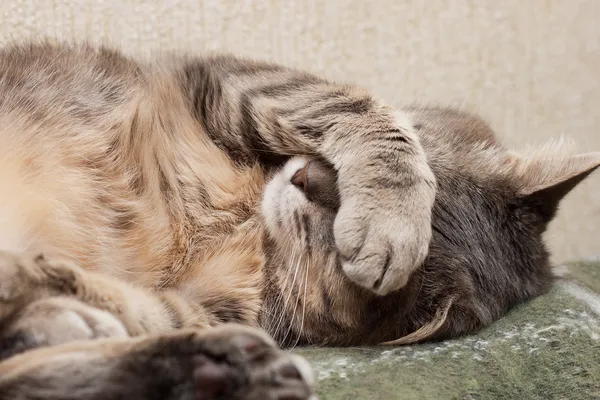 Schlafende Katze — Stockfoto