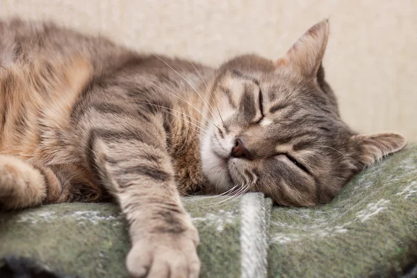 Gato adormecido — Fotografia de Stock
