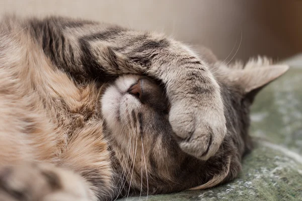 Slapende kat — Stockfoto