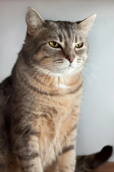 Schlafende Katze — Stockfoto