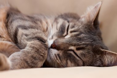 Uyuyan kedi