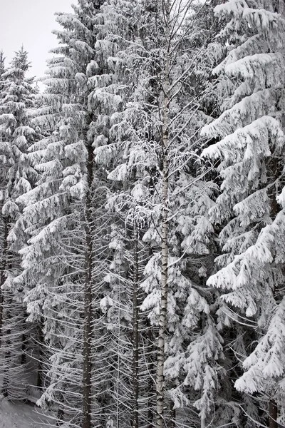 Snow-covered tree branch — Stock Photo, Image