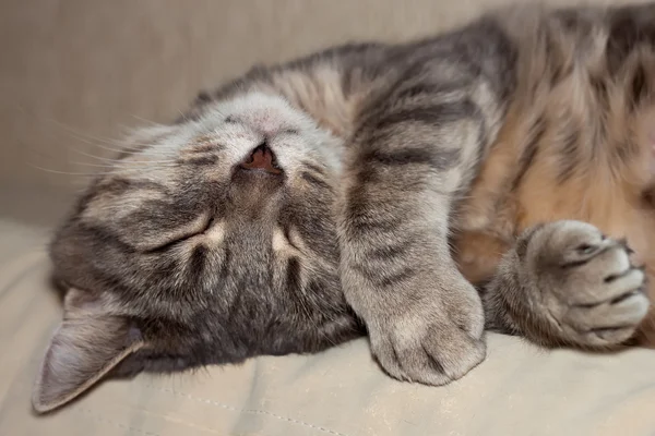 Gatto dormiente — Foto Stock