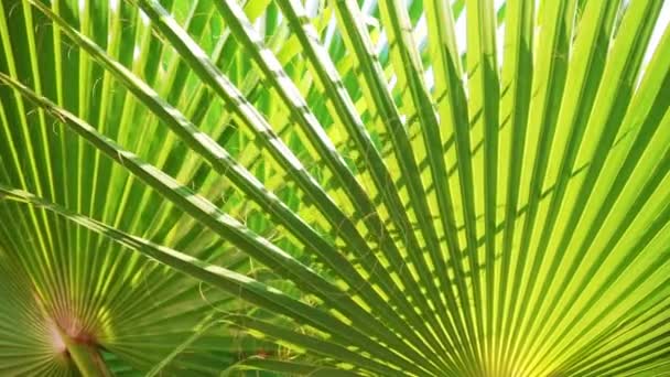 Тропический пальмовый лист, качающийся на ветру с солнечным светом, летний фон — стоковое видео