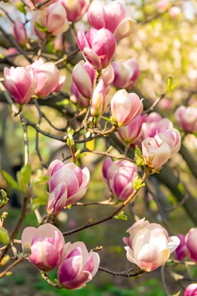분홍색의 마뇰 리아 꽃이 피어나고 있다. 마뇰 리아 나무의 가지 — 스톡 사진