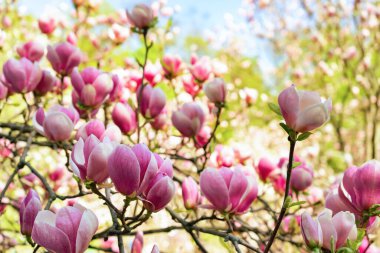 Çiçek açan pembe manolya çiçekleri. Manolya ağacı dalı