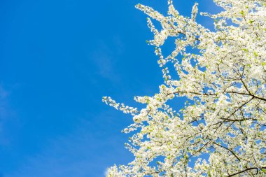 Beyaz çiçeklerle çiçek açan ağaç. Bahar çiçeği arkaplanı