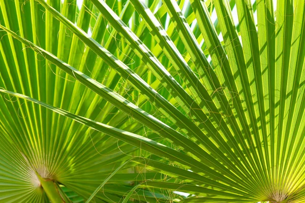 Sol brillando a través de hojas de palma verde. Textura de fondo natural. — Foto de Stock