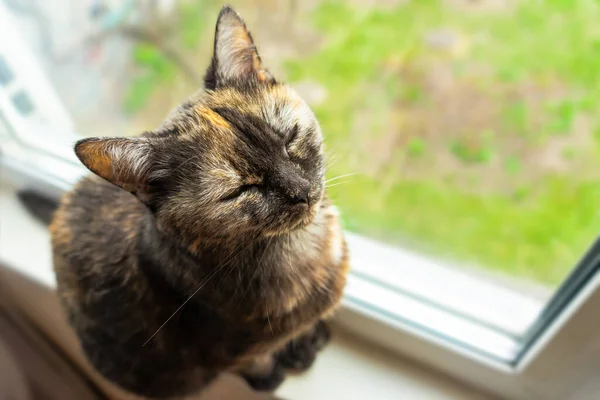 Mignon Chat Tortue Assis Sur Rebord Fenêtre Près Fenêtre Reposant — Photo