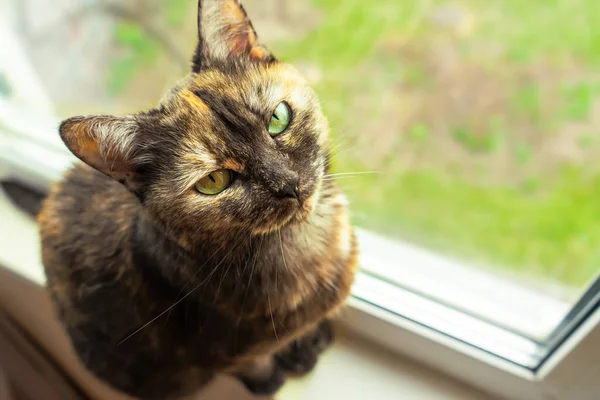 Милый черепаховый кот сидит на подоконнике возле окна и смотрит в камеру. — стоковое фото