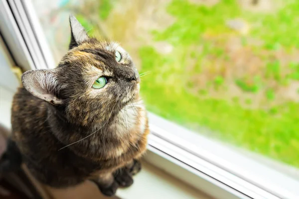 Lindo gato tortuga sentado en el alféizar de la ventana cerca de la ventana y mirando a la cámara — Foto de Stock