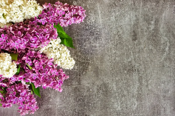 美丽的紫色和白色的紫丁香花在灰色的混凝土背景上.春季模板. — 图库照片