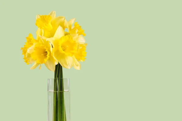 Bouquet of yellow daffodils, narcissus in vase on green background with copy space — Stock Photo, Image