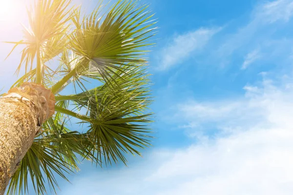 Green palm tree on blue cloudy sky background in sunny day. Horizontal photo. Summer background, vacaton concept, copy space