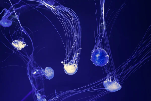 Group Fluorescent Jellyfish Swimming Underwater Aquarium Pool Atlantic Sea Nettle — Φωτογραφία Αρχείου