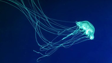 Floresan denizanası su altında akvaryum havuzunda yüzüyor. Atlantik deniz ısırgan otu chrysaora quinquecirrha mavi su, okyanus. Theriology, turizm, dalış, sualtı yaşamı.