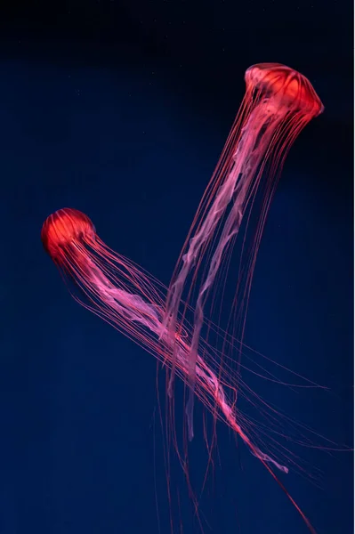 Group Fluorescent Jellyfish Swimming Underwater Aquarium Pool Japanese Sea Nettle — Stock fotografie