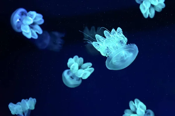 Kék Fluoreszkáló Medúza Csoport Úszás Víz Alatti Akvárium Medence Lychnorhiza — Stock Fotó