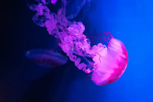 Medusas Fluorescentes Rosadas Nadando Piscina Del Acuario Bajo Agua Plocamia —  Fotos de Stock