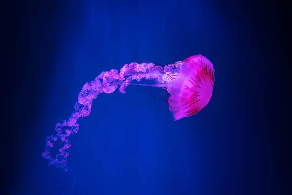 ピンクの蛍光クラゲ水中水族館プール泳ぐ 南アメリカの海の小惑星クリサオラは青い海 海の中にあります ダイビング 海底生活 — ストック写真