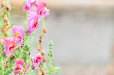 pembe snapdragon çiçekleri parlak zemin - aslanağzı maj üzerine