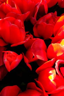 Siyah arkaplanda kırmızı lale çiçekleri