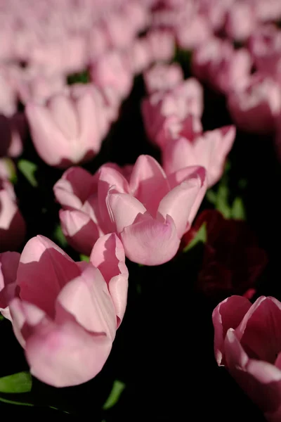 Rosa Pfingstrose Auf Schwarzem Hintergrund — Stockfoto