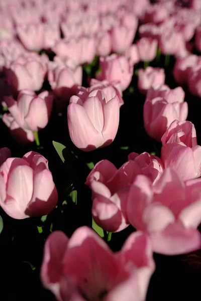 Ein Schöner Strauß Rosa Rosen Auf Dunklem Hintergrund — Stockfoto
