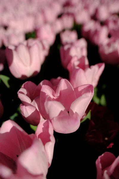Hermosas Flores Tulipán Rosa Primavera — Foto de Stock
