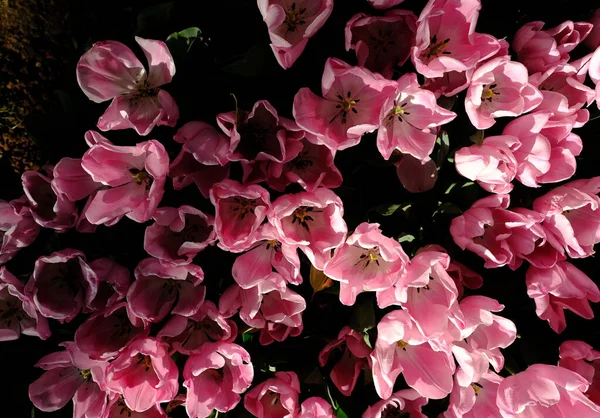 Perto Flores Cor Rosa — Fotografia de Stock