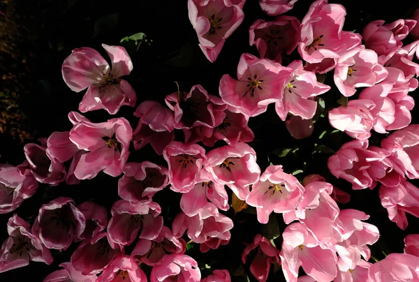 Orquídea Rosa Jardim — Fotografia de Stock