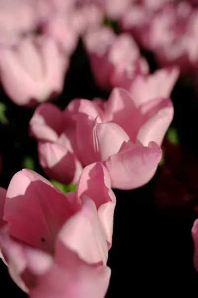 Tulipán Rosa Sobre Fondo Oscuro — Foto de Stock