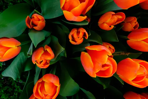 花园里美丽的郁金香 — 图库照片