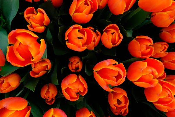 Красиві Тюльпани Квіти Саду — стокове фото