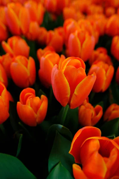 Belles Fleurs Tulipes Dans Jardin — Photo