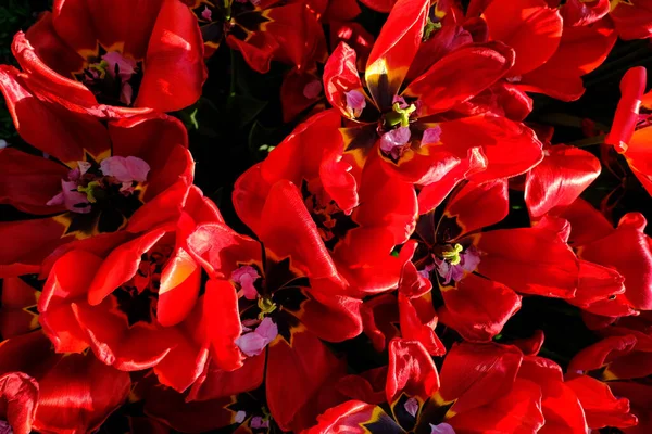 Flores Rojas Blancas Jardín — Foto de Stock