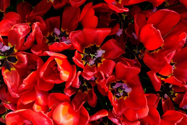 Hermosas Flores Rojas Blancas Jardín — Foto de Stock