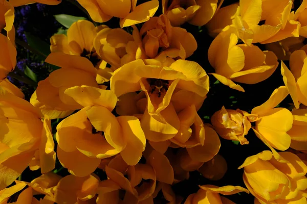 Belas Flores Amarelas Brancas Jardim — Fotografia de Stock