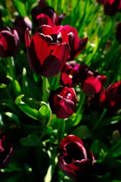 Красивые Красные Тюльпаны Саду — стоковое фото