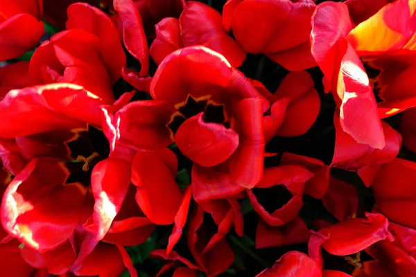 Schöne Rote Tulpen Garten — Stockfoto