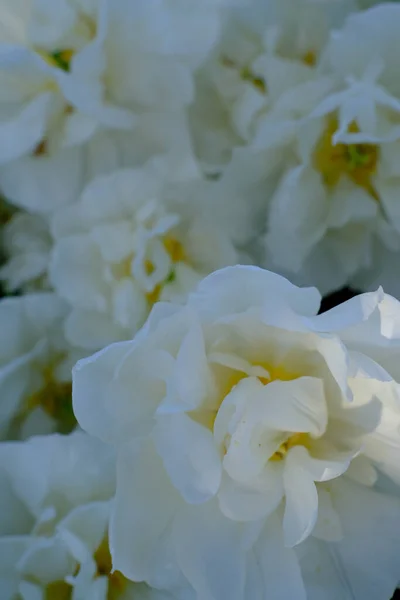 Hermosa Flor Peonía Blanca Jardín — Foto de Stock