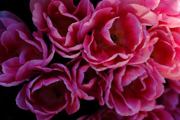 Hermosa Flor Peonía Rosa Jardín — Foto de Stock