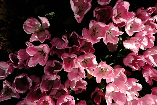 Schöne Botanische Aufnahme Natürliche Tapete — Stockfoto