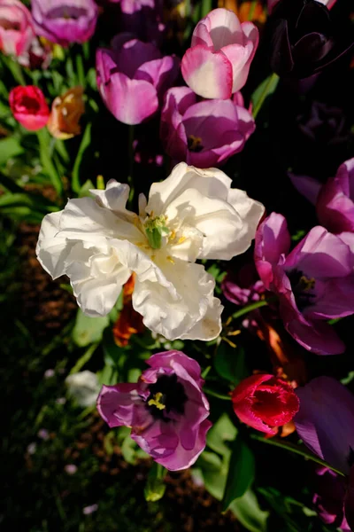 Weiße Und Rosa Blumen Einem Garten — Stockfoto