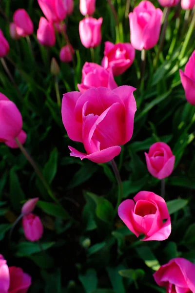 花园的郁金香 春天的花朵 — 图库照片