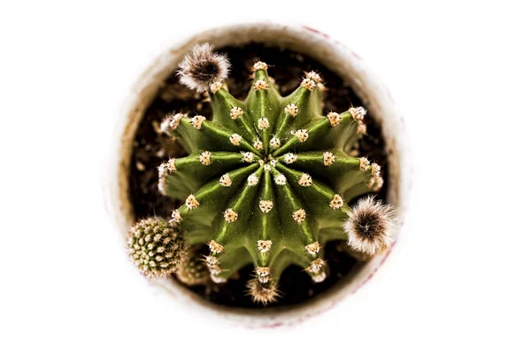 Cactus from above — Stock Photo, Image
